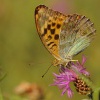 Perletovec stribropasek - argynnis paphia  0098